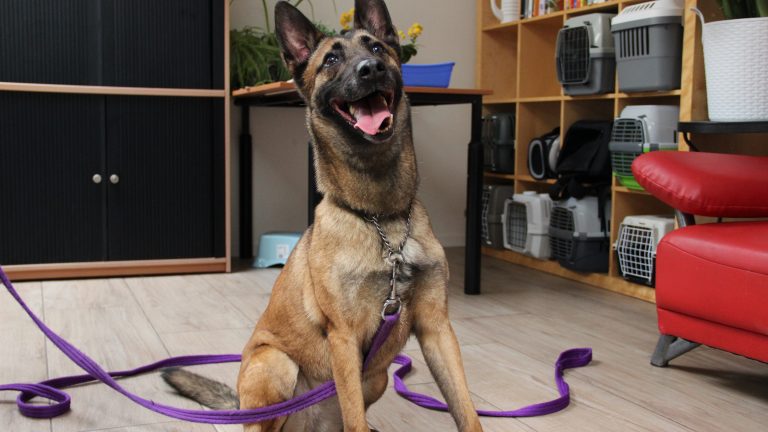 Na twee jaar wachten vindt hond Sascha eindelijk haar gouden mandje