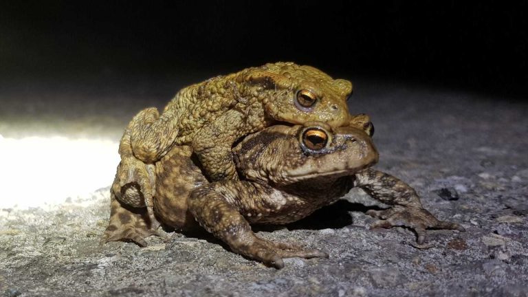 Dierenbescherming zoekt paddenoverzetters in Leidschendam-Voorburg