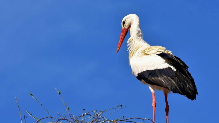 Ooievaarspas maakt sport en cultuur toegankelijk in Leidschendam-Voorburg