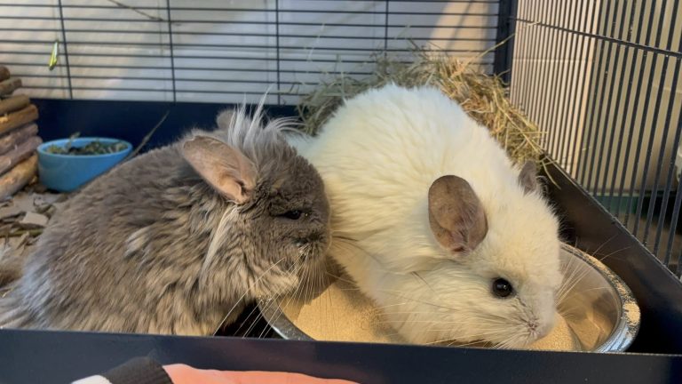 Chinchilla’s gedumpt bij Dobbeplas in Nootdorp
