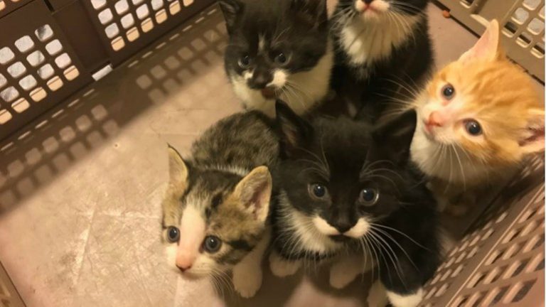 Zeven kittens gevonden na illegale fok en dumping in Voorburg
