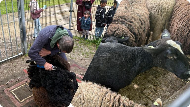 [VIDEO] Schaapscheerfeest op Het Akkertje trekt veel bezoekers