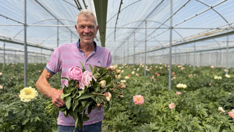 Pioenenseizoen in volle bloei bij Koos Haket Pioenrozen