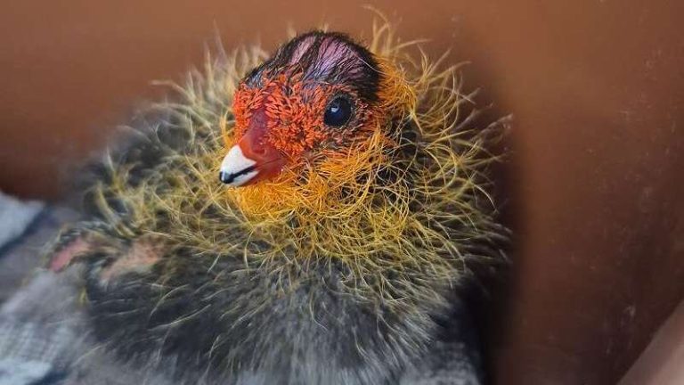 Pasgeboren meerkoetje gered uit sloot in Rijswijk