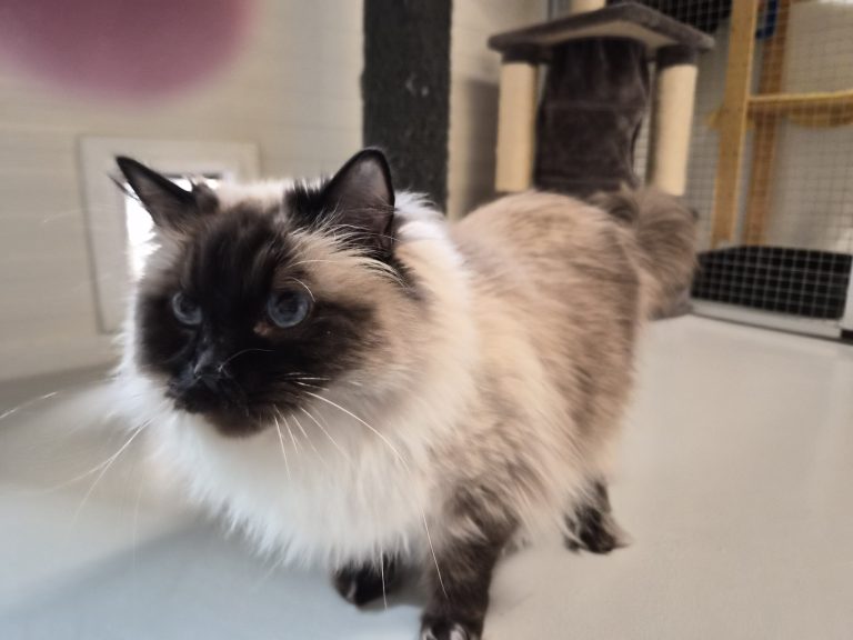 Maak kennis met Mojo: een kater die na een bewogen leven rust zoekt