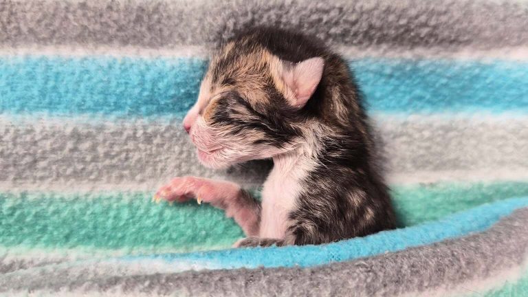 Pasgeboren kitten Dani vecht voor haar leven, maar overlijdt alsnog