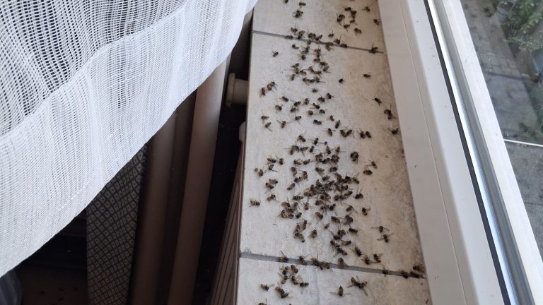 Duizenden wespen aangetroffen in woning in Rijswijk
