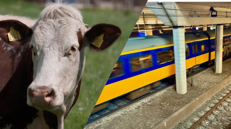 Treinverkeer tussen Den Haag en Rotterdam hervat na koe op het spoor