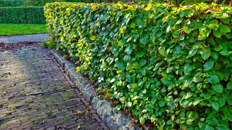 Leidschendam-Voorburg helpt inwoners met vervangen schutting door groene haag