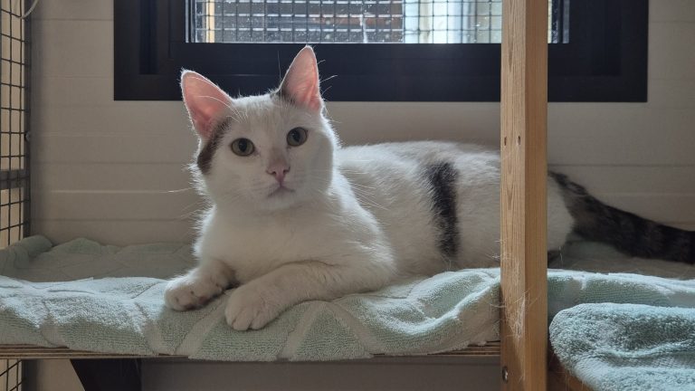 Maak kennis met Waldo, een vrolijke kater die graag zijn eigen plekje heeft