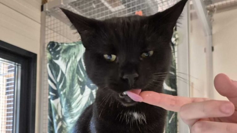 Maak kennis met Mowgli: speelse kater zoekt een nieuw thuis