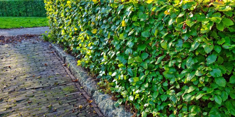 Rijswijkers kunnen geld en hulp winnen voor vergroenen van tuin of balkon