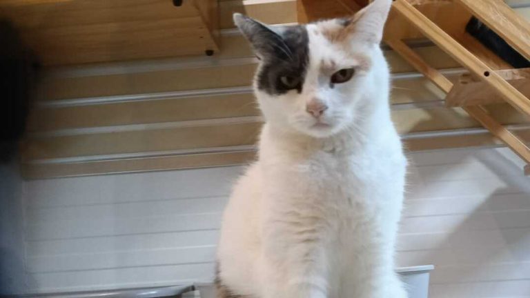 Maak kennis met Zulu, een senior poes met een sterk karakter