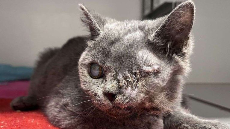 Jonge kat Odin zwaargewond gevonden in Rijswijk: oog verwijderd en kaak gebroken