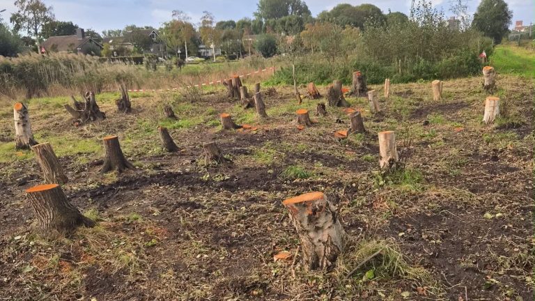 Ophef over gekapte bomen in Leidschendams Spoorpark, gemeente geeft uitleg