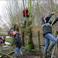 Help mee de wilgenbosjes te onderhouden