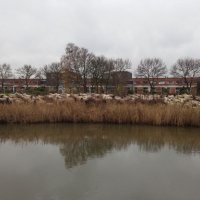 Schapenkudde in Rijswijkse Park Endezant