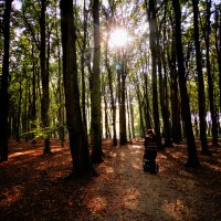 Herfst in het Rijswijkse bos