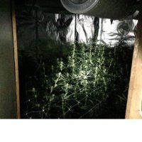 Professioneel hennepdolhof opgerold door politie