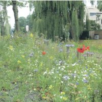Wilde bloemen in het Rijswijkse openbaar groen