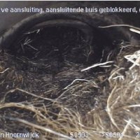 Gemeente verwijdert wortelingroei Laan van Hoornwijck