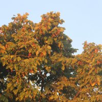 Herfst over Rijswijk, deel uw foto’s