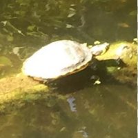 Schildpad gedumpt in het water