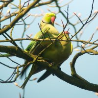 Halsbandparkieten in Leeuwendaal