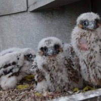 Weer Slechtvalkkuikens geboren in Rijswijk