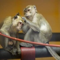 Rijswijkse aapjes nu toch naar Stichting AAP