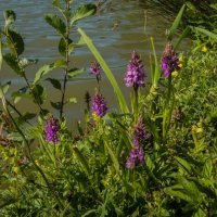 Ook de Rietorchidee tiert in het Wilhelminapark