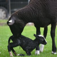 De geboorte van de lammetje bij Het Akkertje