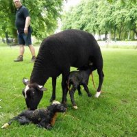 Vruchtbaar jaar in kinderboerderij Het Akkertje