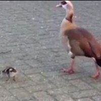 Jong ganzengeluk bij Het Akkertje