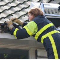 Brandweer haalt kat onder dakpannen vandaan