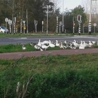 Bewoners van het Wilhelminapark op excursie