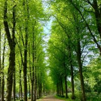Wat is Rijswijk nu mooi groen