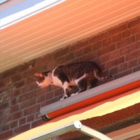 Angstig poezenbeest na hoop gemiauw gered van twee hoog in Rijswijk