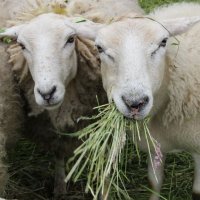 Schapen doen zich in Rijswijk te goed aan berenklauwen