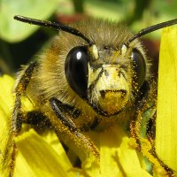 Rijswijk bijvriendelijk maken