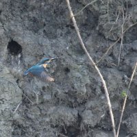 Nieuwe ijsvogelwand in Wilhelminapark