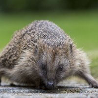 Egel gezien in Rijswijk: met rust laten, wel melden