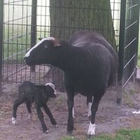 Eerste lammetje geboren bij het Akkertje