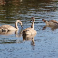 Jong zwanengeluk bij de Hoornbrug
