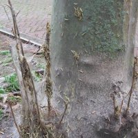 Overlast rupsen in Rijswijk keert elk jaar terug