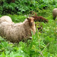 Invasie 250 schapen in Rijswijk