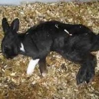 Begin van gedumpte dieren in de zomer bij Het Knaaghof