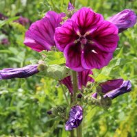 Rijswijkse Heemtuin prachtig in bloei