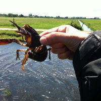Workshop over kreeften in de sloot