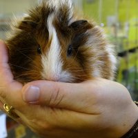 Veel gedumpte konijnen en cavia’s bij Knaaghof